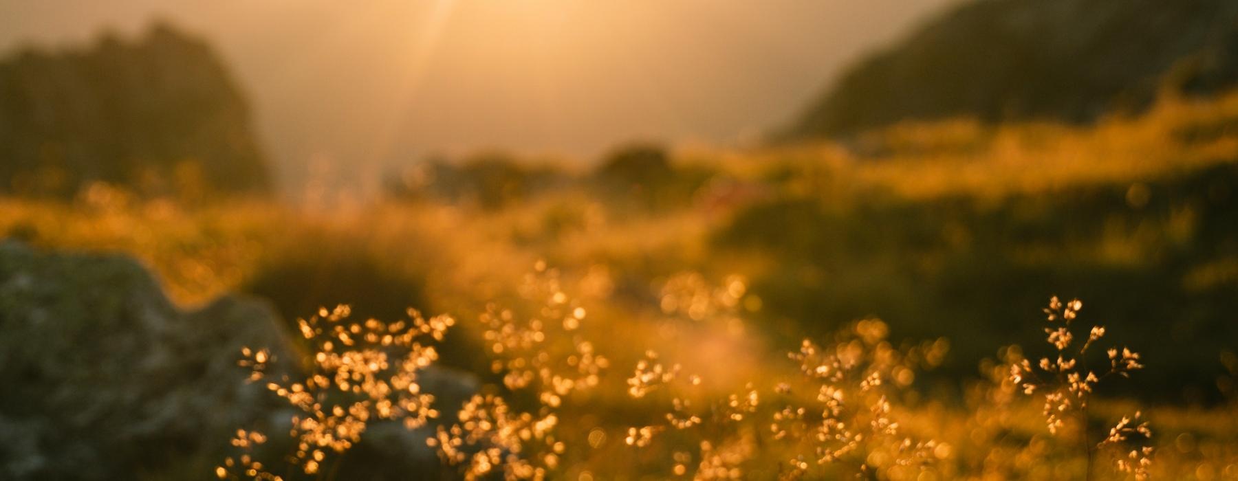 a field of plants with mountains in the background