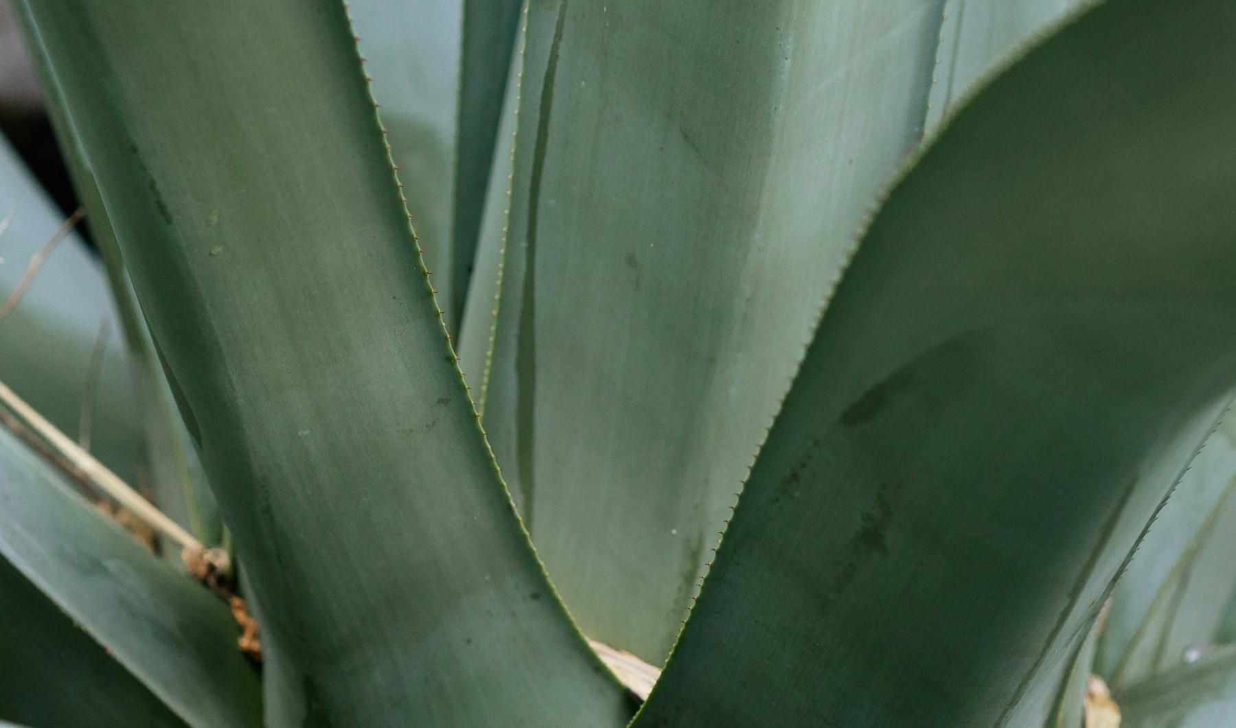 a close up of a leaf